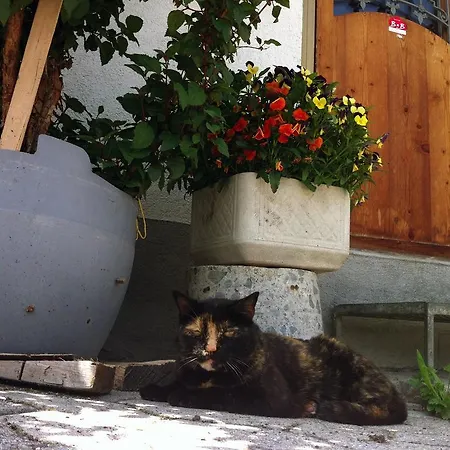 Apartment Bnb Guesthouse Lusi